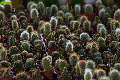Close-up of cactus plants
