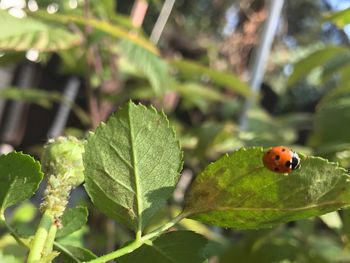 Close-up of ladybug on leaf