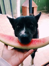 Portrait of a dog