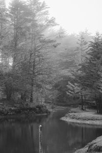 Scenic view of lake in forest against clear sky