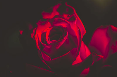 Close-up of red rose against black background