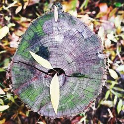 Close-up of tree stump