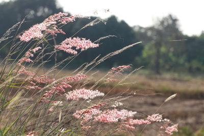 Close-up of pink flowering plants on land