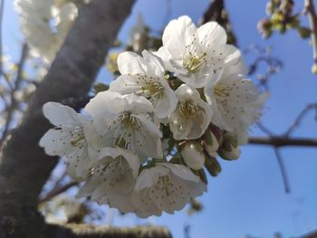 Close-up of white cherry blossom