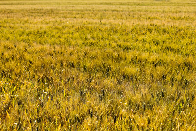 Crops growing on field