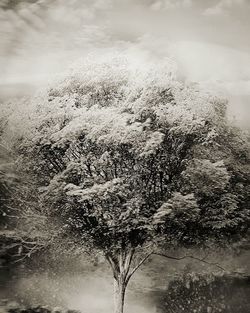 Trees against sky