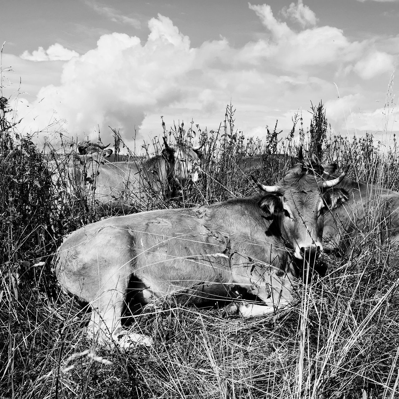 VIEW OF COW ON FIELD