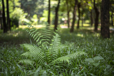 Close-up of fern in forest