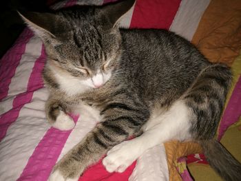 Close-up of cat lying down