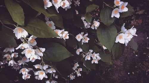 Close-up of white flowers