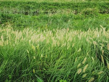 Full frame shot of corn field