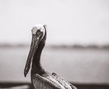 Close-up of a bird