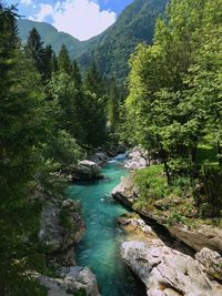 Scenic view of river amidst trees in forest