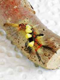 Close-up of butterfly on flower