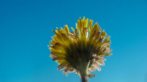 Close-up of yellow flower against blue background