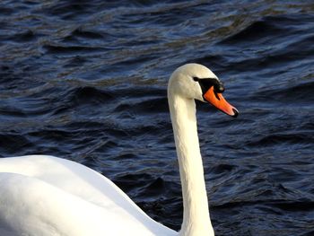 Swan floating on a lake