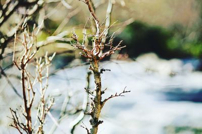 Close-up of tree branch