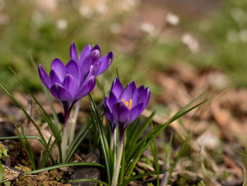 Close-up of purple crocus flowers on field