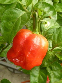 Close-up of strawberry