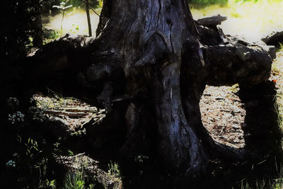 Close-up of tree trunk in forest