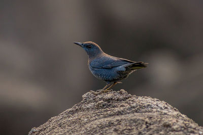 Close-up of bird perching on rock