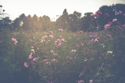 Close-up of purple flowering plants on field