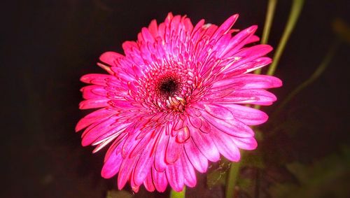 Close-up of insect on flower