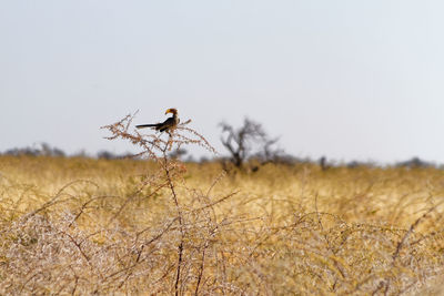 Southern yellow-billed hornbill in thorn scrub