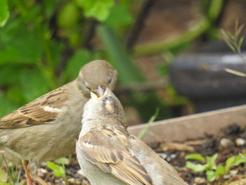 Close-up of bird perching on a field