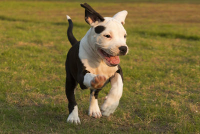 American staffordshire terrier puppy running on field at park