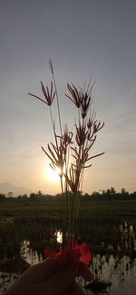 Scenic view of flowering plant on field against sky during sunset