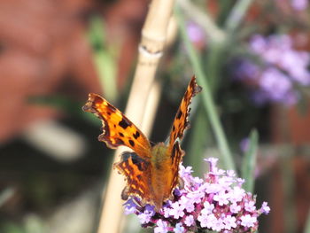 Close-up of butterfly on flower