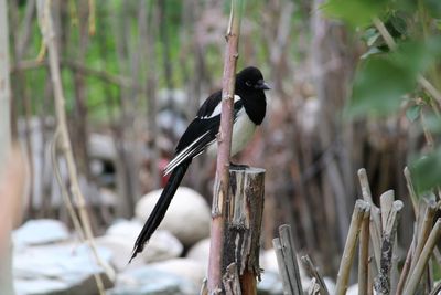 Close-up of bird perching on wood