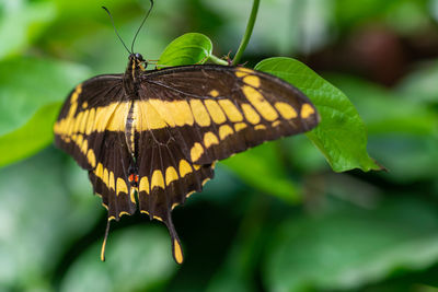 Close-up of butterfly pollinating flower