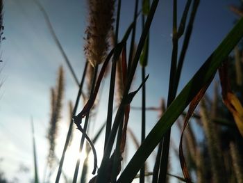 Low angle view of plants against sky