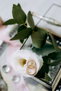 Close-up of white rose on plant
