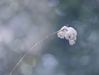 Close-up of cherry blossom on twig