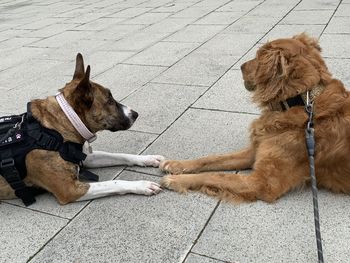 Dogs sitting on floor