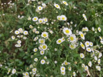 Close-up of yellow flowering plants on field