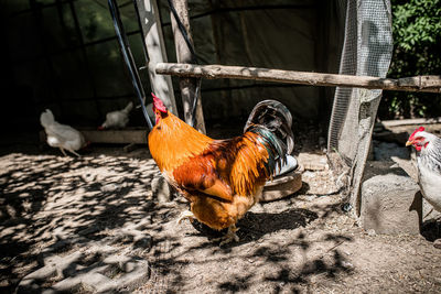 High angle view of rooster on field