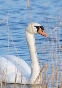 Close-up of swan in lake