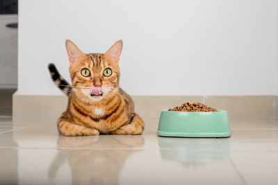 A full bowl of dry food and a licking domestic cat on the floor in the room.