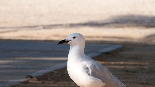 Close-up of seagull perching on sea shore