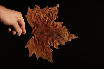 Cropped hand of person holding maple leaf