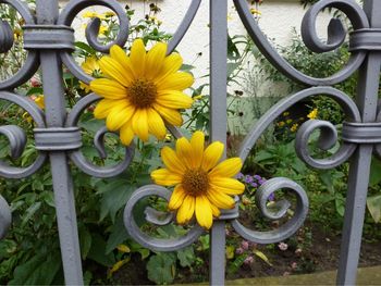 Close-up of yellow flowers in metal gate