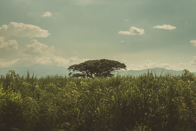 Plants growing on land against sky