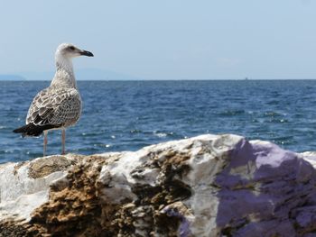 Seagull perching on rock by sea against sky