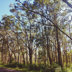 Low angle view of trees in forest