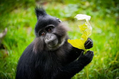 Close-up of monkey sitting on field