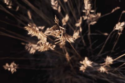 Close-up of wilted plant